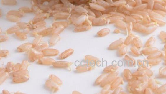 发芽糙米的功效与作用 发芽糙米的害处-0