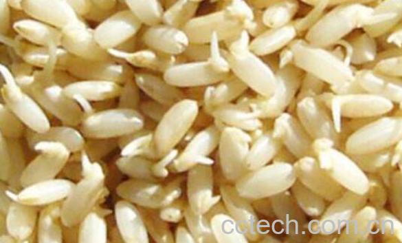 发芽糙米的功效与作用-0