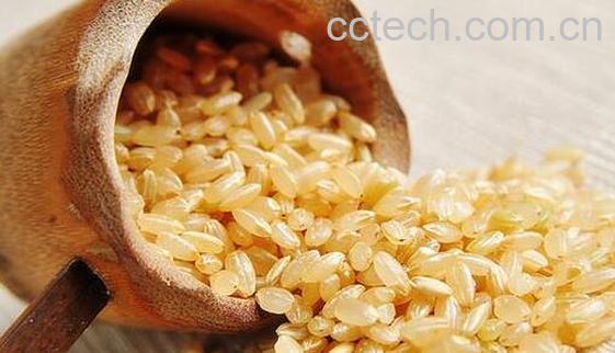糙米的功效与作用 吃糙米的好处有哪些-0