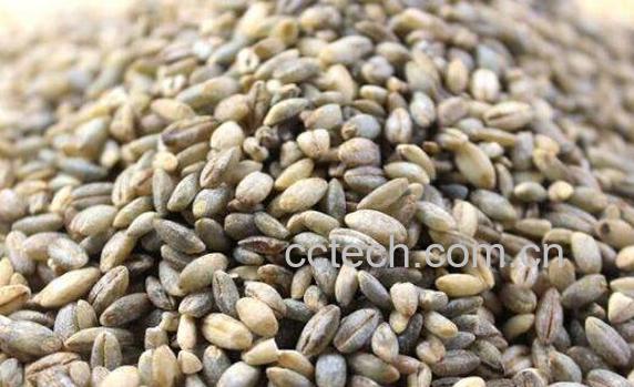 青稞米什么人不能吃 吃青稞米的禁忌-0