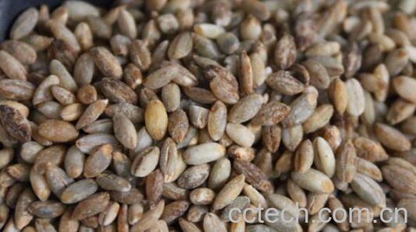 青米的营养价值及功效-1