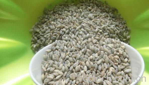 青米的营养价值及功效-0