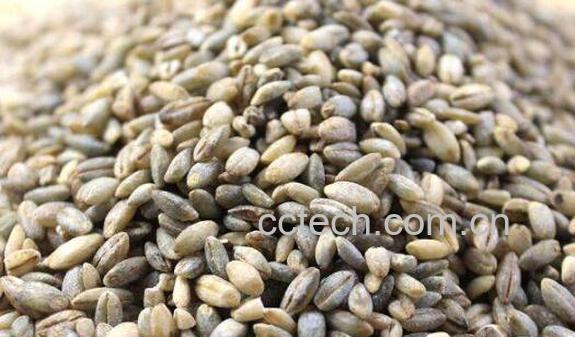 蓝青稞米怎么吃 蓝青稞米怎么做好吃-1