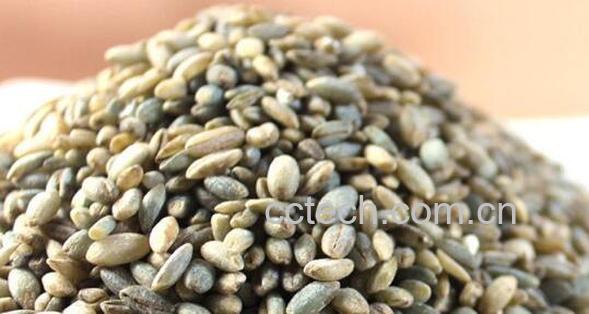 蓝青稞米怎么吃 蓝青稞米怎么做好吃-0