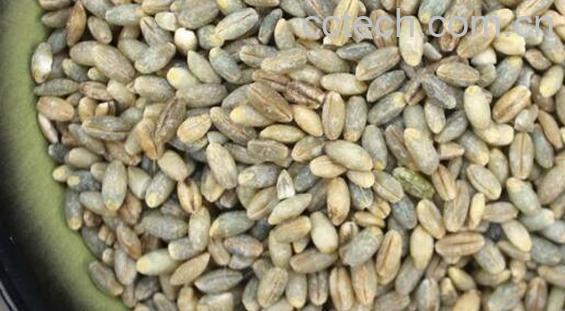 白青稞的功效与作用-0