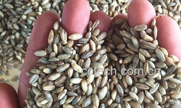 白青稞的功效与作用-1