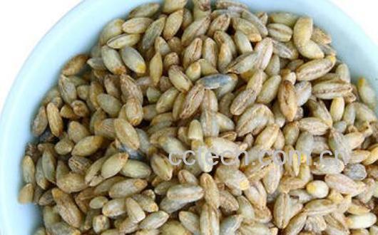 蓝青稞米与白青稞米的区别 吃青稞米的好处-0