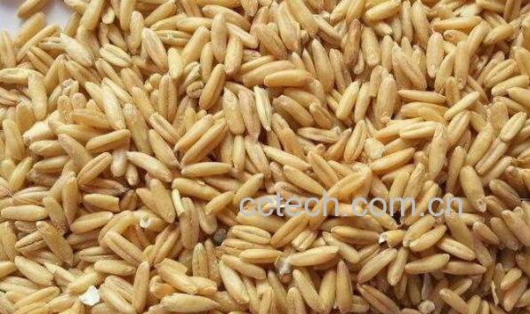 燕麦米的功效与作用 燕麦米的禁忌-1