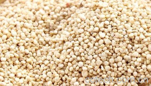 黎麦的功效与作用及食用方法-0