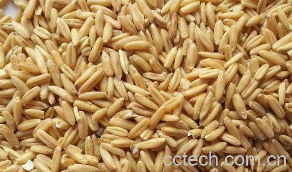 燕麦米怎么煮 燕麦米的家常做法教程-1