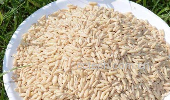 胚芽燕麦米的功效与作用-1