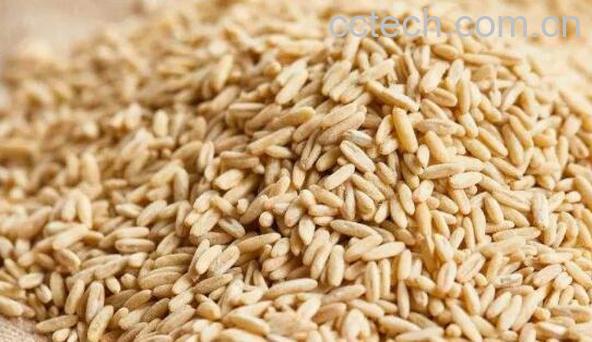 滑燕麦米的功效与作用-1