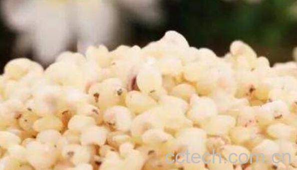 高粱米的功效与作用及禁忌-1