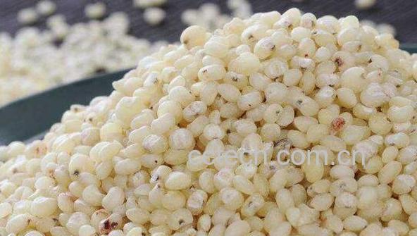 高粱米的功效与作用及禁忌-0