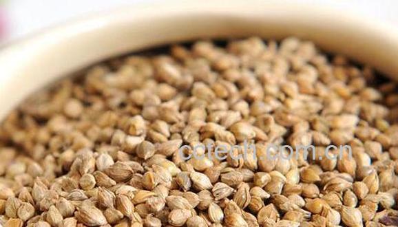 山稗子的功效与作用 山稗子的禁忌-0