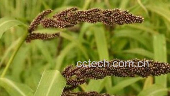 稗子米的营养价值 吃稗子米的好处-1