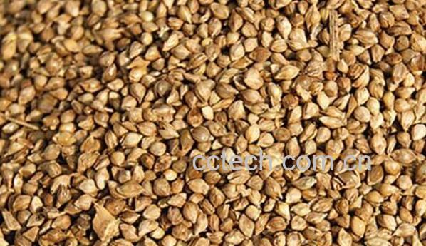 山稗子的功效与作用 山稗子的禁忌-1