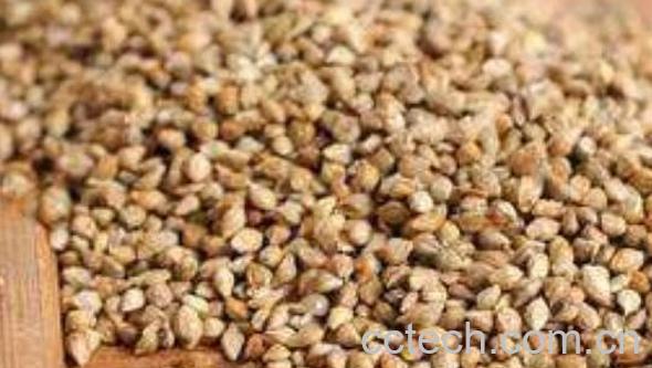 稗子米的营养价值 吃稗子米的好处-0