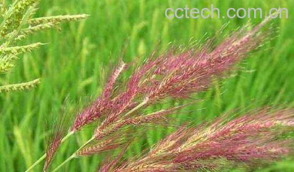 红稗对女性的功效与禁忌-1