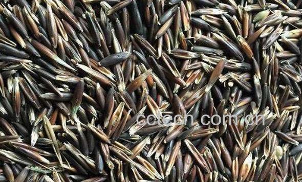 黑燕麦和白燕麦的区别 燕麦的功效-0