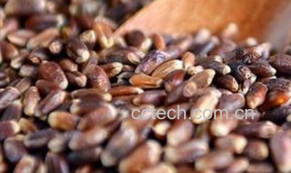 黑燕麦和白燕麦的区别 燕麦的功效-1