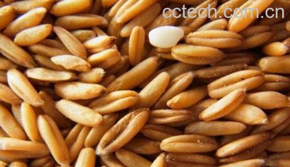 莜麦的功效与作用 吃莜麦的好处-0