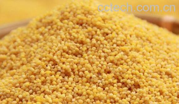 小黄米的功效与作用 小黄米的禁忌-0