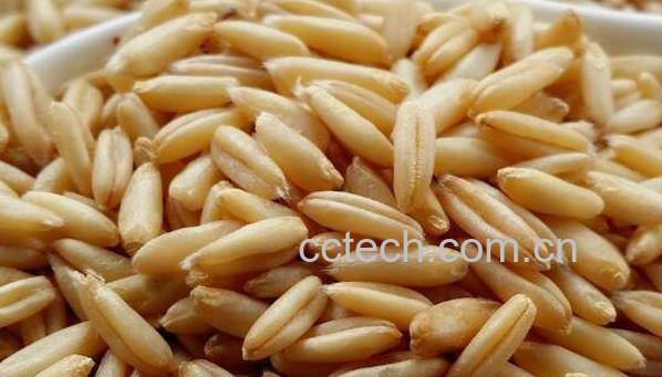 莜麦粒是什么 莜麦粒怎么吃-0