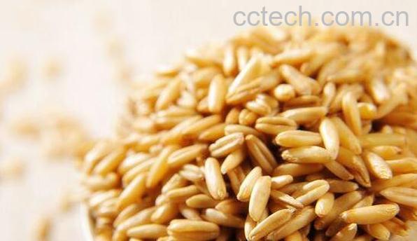 莜麦粒是什么 莜麦粒怎么吃-1