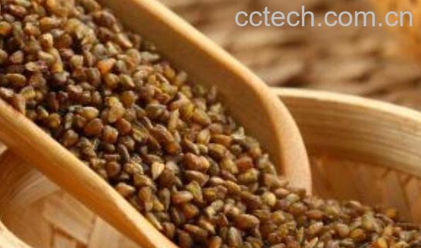 苦荞麦怎么吃 苦荞麦怎么泡水喝-0