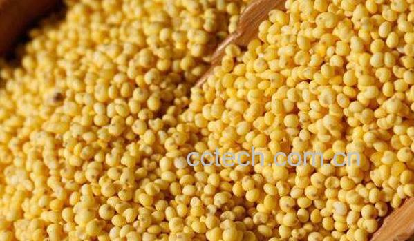 大黄米发苦的真正原因 大黄米的禁忌-0