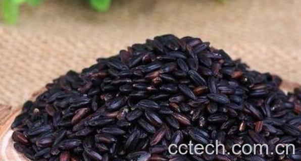 紫米和黑米的区别 紫米和黑米哪个好-1