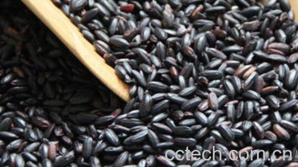 紫米什么人不可以吃 吃紫米的禁忌-0