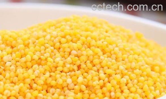 粟米与黍米的区别 粟米的功效-1