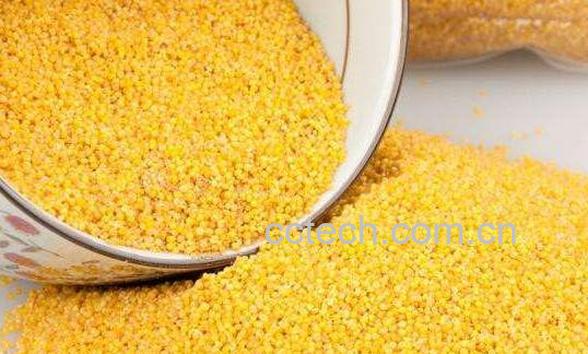 粟米与黍米的区别 粟米的功效-0