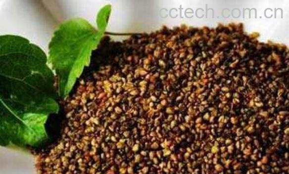 苦荞麦怎么吃最好 苦荞麦的吃法大全-1