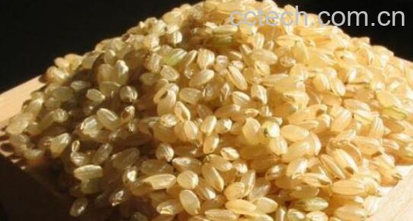 红糙米和白糙米的区别-0