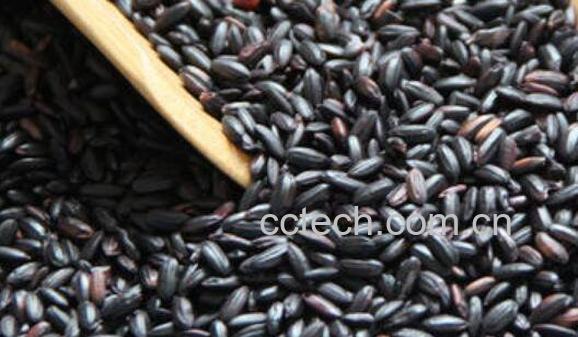 黑米和黑香米的区别 怎样鉴别黑米好坏-1