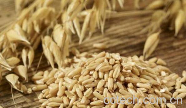 长期吃燕麦的好处 长期吃燕麦的坏处-1