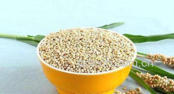 高粱的功效与作用 高粱的禁忌-1