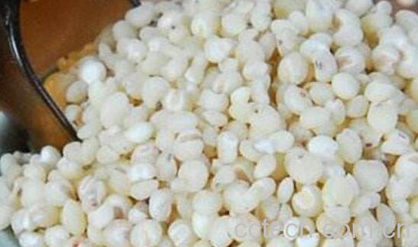 吃高粱米的好处有哪些 吃高粱米的坏处-1