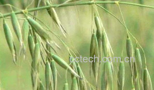 燕麦和野燕麦的区别-1