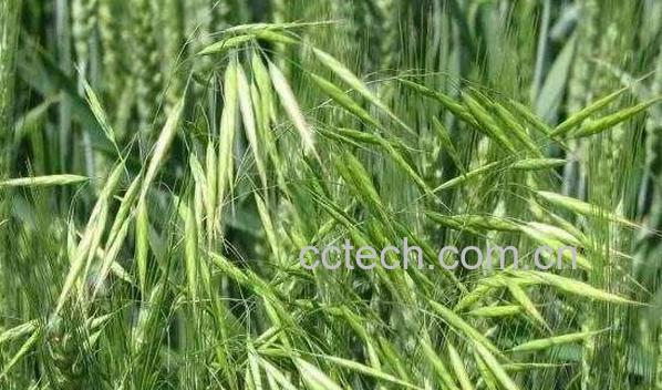 雀麦与野燕麦的区别-0