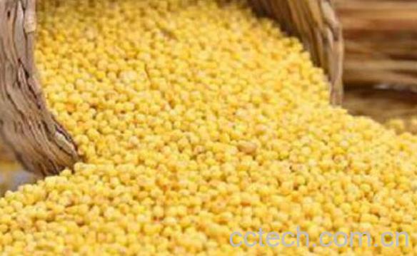 大黄米的功效与作用及食用方法-0