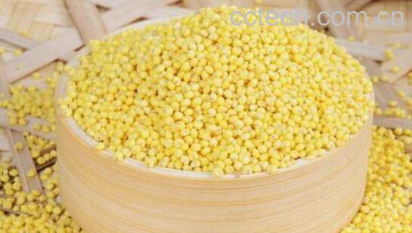 大黄米的功效与作用及食用方法-1