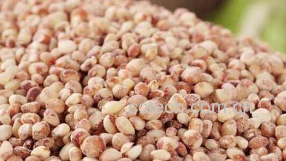 高粱米的营养价值 吃高粱米的好处-0