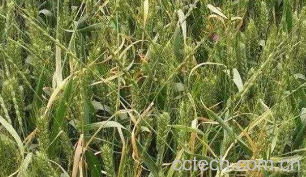 莜麦和燕麦的区别 莜麦的功效与作用-1