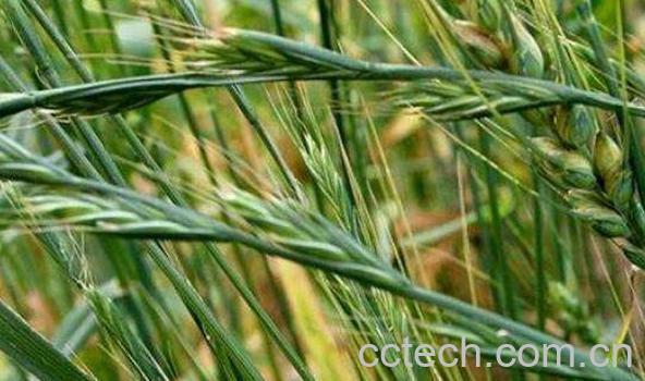 野燕麦的功效是什么 野燕麦有何作用-1