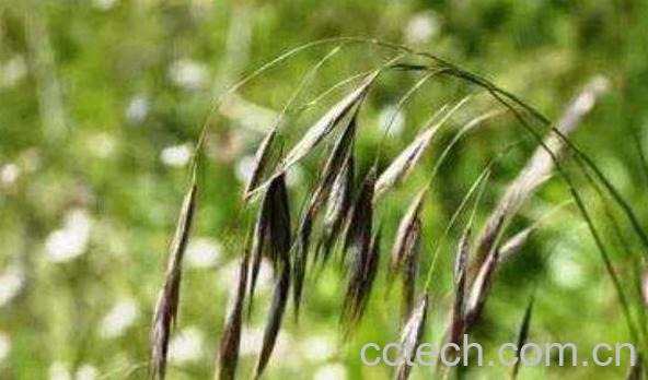 野燕麦的功效是什么 野燕麦有何作用-0