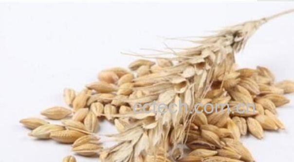 燕麦与野燕麦的区别-1